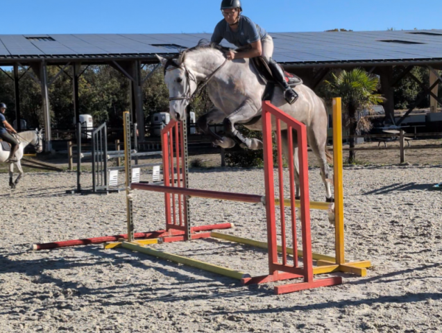 Yegua Silla Franc&eacute;s En venta 2022 Tordo por chacco white