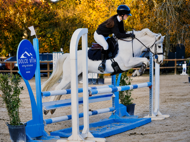 Caballo castrado PFS Poni Fran&ccedil;&eacute;s de Silla En venta 2017 Palomino