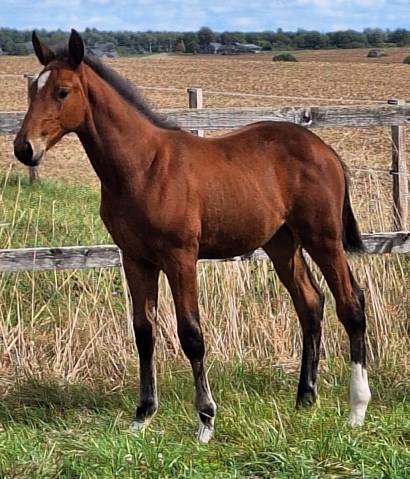 Yegua Zangersheide En venta 2026 Bayo por Asgreen 2000Z