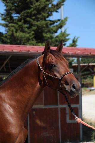 Semental Cheval de Selle Italien En venta 2023 Bayo por MYLORD CARTHAGO