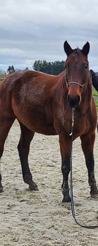 Caballo castrado BWP Caballo de Sangre Belga Donaci&oacute;n 2008 Bayo