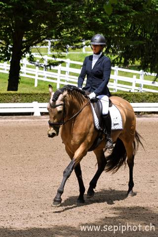 Caballo castrado PRE Pura Raza Espa&ntilde;ola En venta 2020 Isabelo