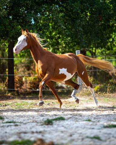 Caballo entero Paint Horse En venta 2024 Overo por Ndjoyjessieenterprise