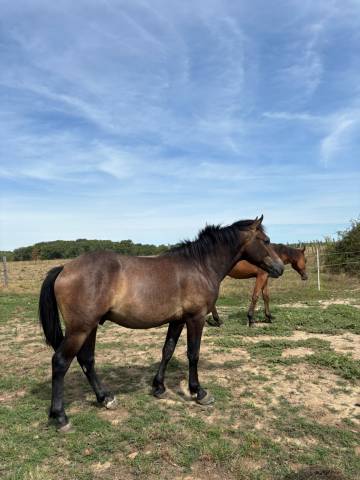 Caballo entero New Forest En venta 2024 Bayo por ROB ROY DU GARON
