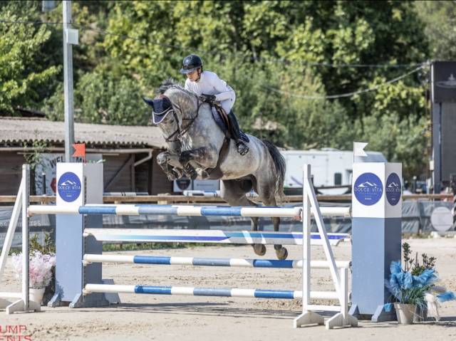 Caballo castrado Silla Franc&eacute;s En venta 2019 Tordo