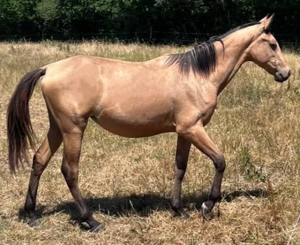 Potranca Silla Franc&eacute;s En venta 2025 Isabelo