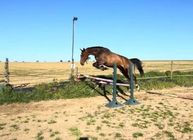Caballo castrado Zangersheide En venta 2018 Bayo