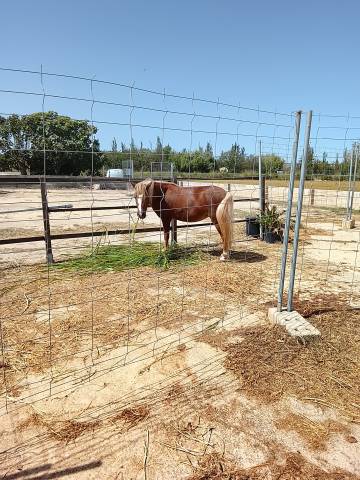 Se vende pony welsh montain 