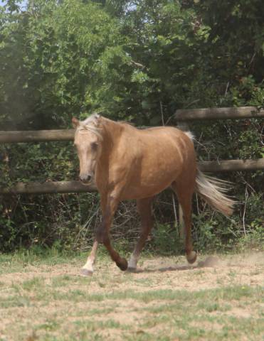 Yegua Welsh Poni (Secci&oacute;n B) En venta 2020 Palomino por NORTHLIGHT CONCERTO
