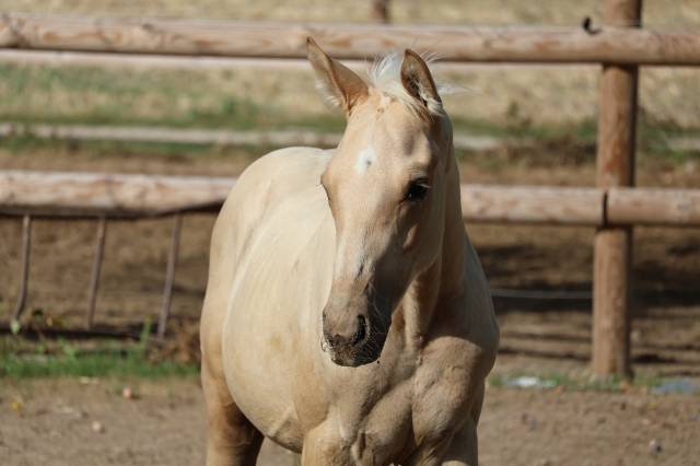 Potro Zangersheide En venta 2026 Palomino por Silverlinnings St georges
