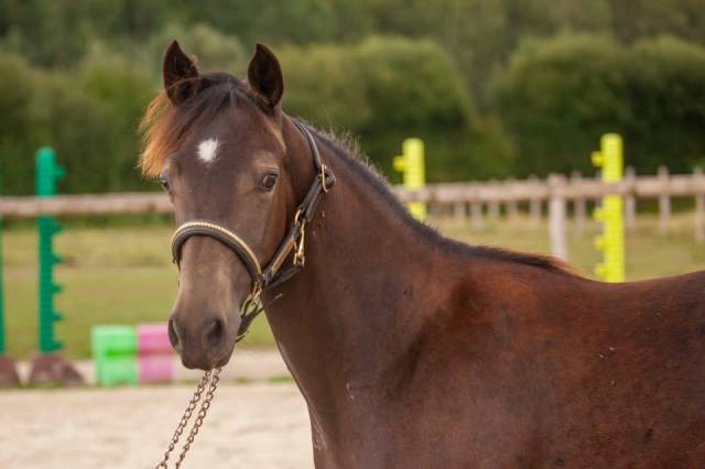Caballo castrado New Forest En venta 2025 Isabelo por L'ancelot du m&eacute;nage