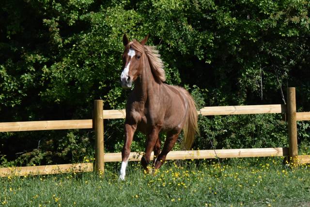 Yegua PFS Poni Fran&ccedil;&eacute;s de Silla En venta 2015 Alaz&aacute;n por systeme d'argent