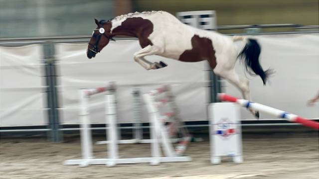 Potranca Silla Franc&eacute;s En venta 2023 P&iacute;o por Envol van de Rib