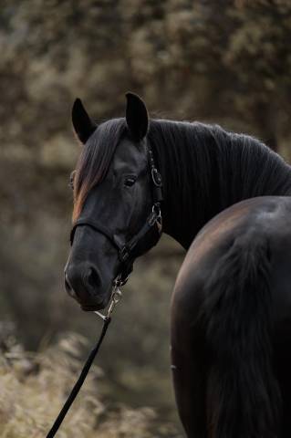 Precioso PRE negro alta calidad