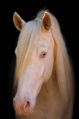 Espectacular Lusitano 