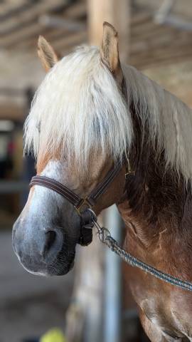 Caballo castrado Haflinger En venta 2019 Pelo de vaca