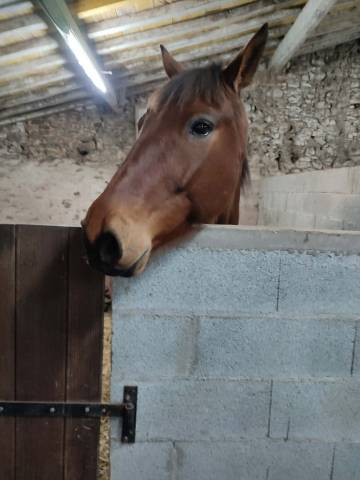 Caballo castrado Trot&oacute;n Franc&eacute;s En venta 2016 Bayo por VOYAGE DE REVE