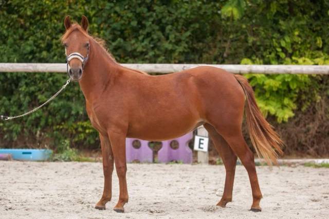 Yegua New Forest En venta 2025 Alaz&aacute;n por L'ancelot du m&eacute;nage