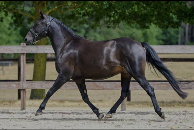 Yegua New Forest En venta 2021 Negro por Riddersholm Salem