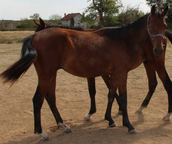 Potro Silla Franc&eacute;s En venta 2025 Bayo