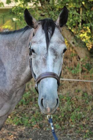 Caballo entero Pura Sangre Ingl&eacute;s En venta 2023 Tordo