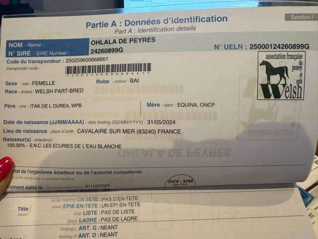 Yegua Welsh Part Bred En venta 2024 Negro por Itak de l&rsquo;ourea