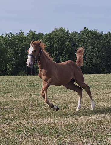 Yegua sBs Caballo de Deporte Belga En venta 2026 Alaz&aacute;n por CANDY DE NANTUEL