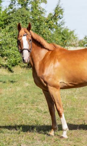 Caballo castrado Silla Franc&eacute;s En venta 2022 Alaz&aacute;n