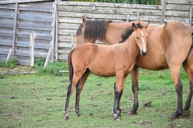 Potranca Lusitano En venta 2026 Isabelo