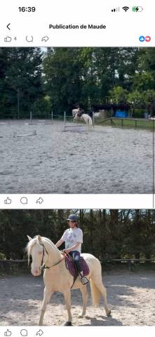 Caballo castrado Espa&ntilde;ol Normando Media-Pensi&oacute;n 2019 Crema