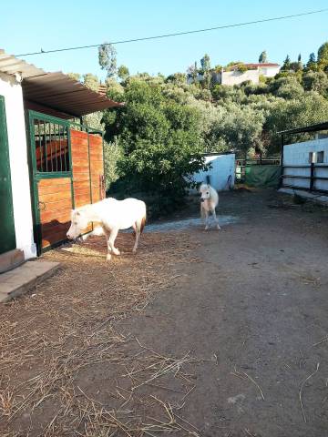AMERICAN MINIATURE HORSES &ndash; CONDICIONES ESPECIALES
