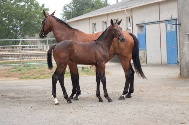 Potranca Silla Franc&eacute;s En venta 2026 Bayo por Hitchcock Bois Margot