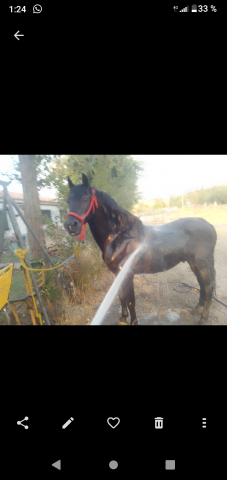 Caballo PRE 