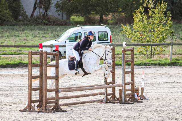 Caballo castrado Connemara En venta 2022 Appaloosa