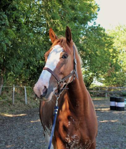 Caballo castrado Welsh Part Bred En venta 2020 Overo