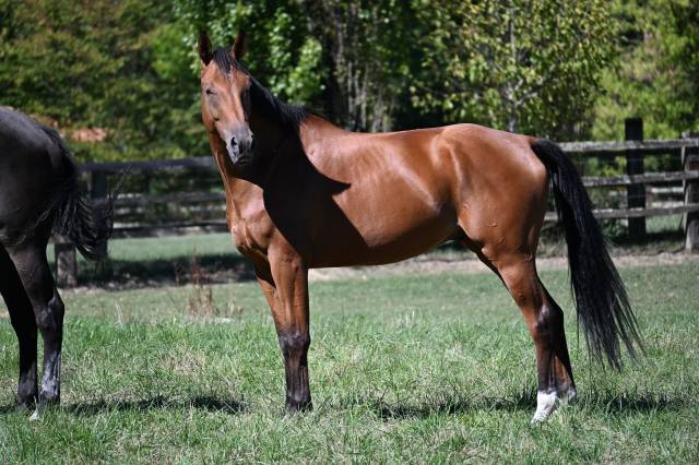 Caballo castrado Silla Franc&eacute;s En venta 2020 Bayo por ELDORADO VAN DE ZESHOEK (BEL)