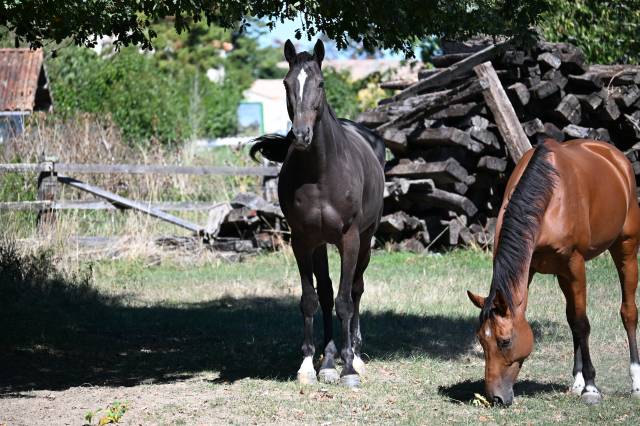 Caballo castrado Silla Franc&eacute;s En venta 2021 Bayo moreno por DOMINATOR 2000 Z (BEL) Z 2010