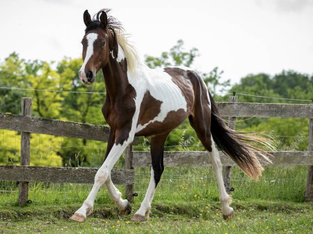 Caballo entero Zangersheide En venta 2023 P&iacute;o por Zorro von Erpekom