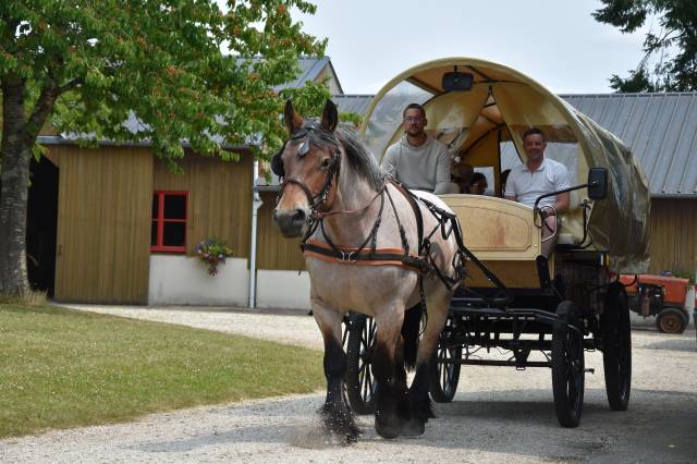 Coche enganches - Calesa - Otra marca -  