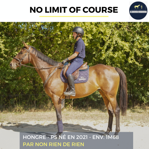 Caballo castrado Pura Sangre En venta 2021 Bayo