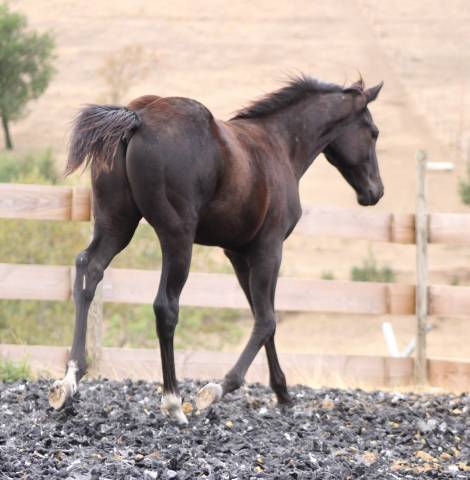Potro Paint Horse En venta 2026 Negro