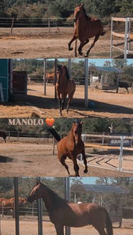Caballo castrado Trot&oacute;n Franc&eacute;s En venta 2022 Bayo