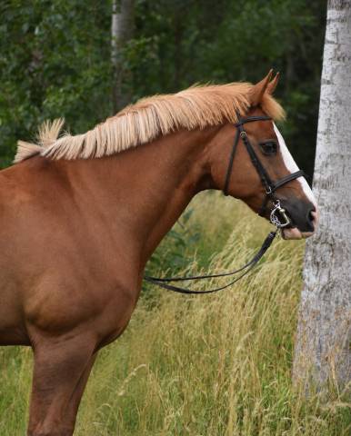 Caballo castrado Caballo de Silla En venta 2008 Alaz&aacute;n