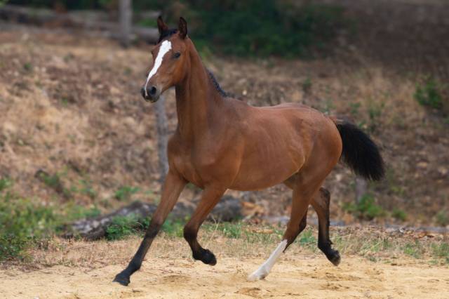 Potranca Silla Franc&eacute;s En venta 2025 Bayo por Conte Bellini