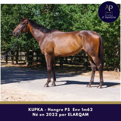 Caballo castrado Pura Sangre En venta 2022 Bayo moreno