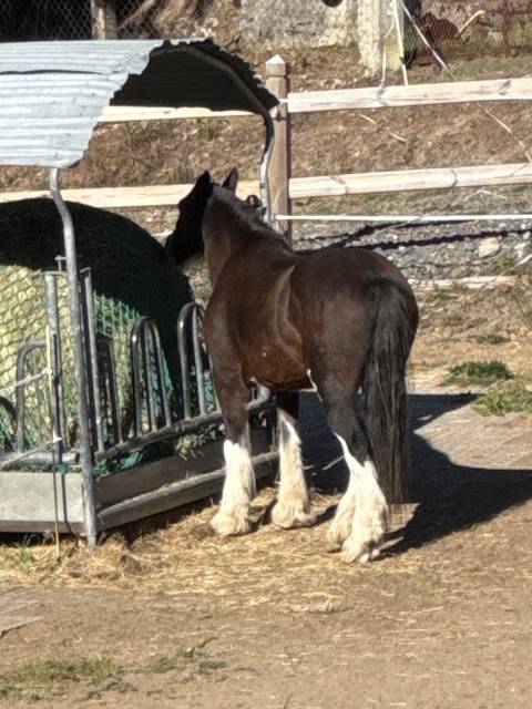 Yegua Gypsy Cob En venta 2010 Bayo