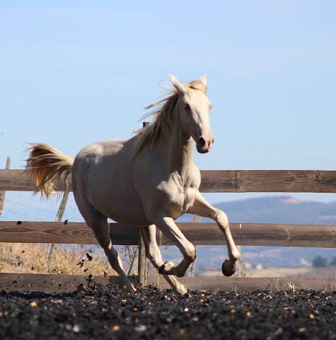 Caballo castrado PRE Pura Raza Espa&ntilde;ola En venta 2025 Perla