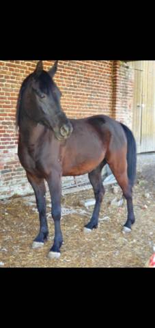 Caballo castrado Pura Sangre Arabe En venta 2015 Negro por ESTA SKAZIR