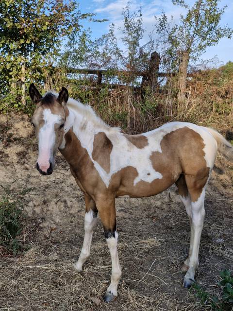 Potranca Paint Horse En venta 2026 Tobiano por EMH TITANS STARFIRMIN