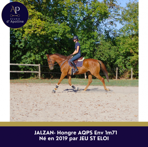 Caballo castrado AQPS En venta 2019 Alaz&aacute;n